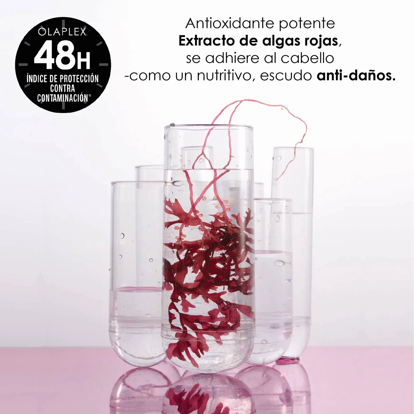 Extracto de algas rojas usado en Olaplex Nº9, antioxidante que protege el cabello contra daños y contaminación.